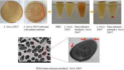 Nano selenium-enriched probiotic Lactobacillus enhances alum adjuvanticity and promotes antigen-specific systemic and mucosal immunity